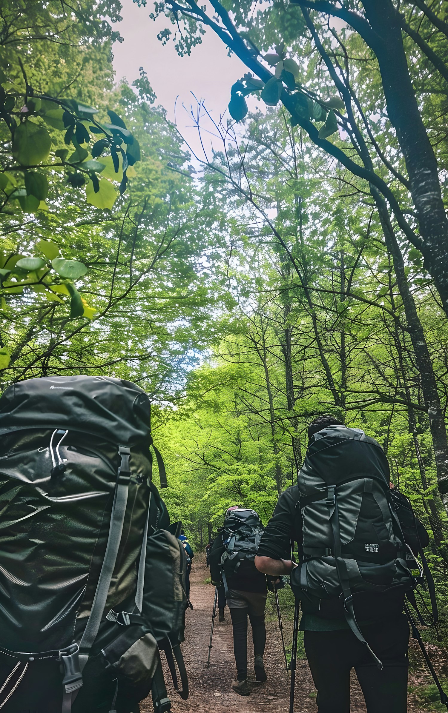 Hikers in Forest