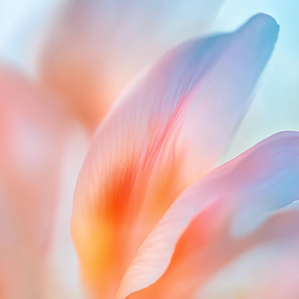 Abstract Flower Petals