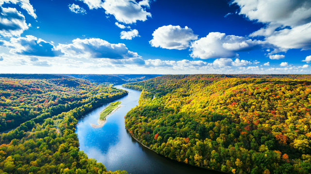 Vibrant Autumn Forest