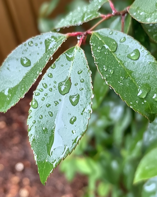 Close-up of Leaves with Water Droplets