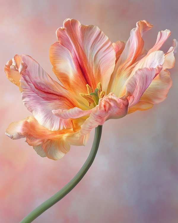 Vibrant Flower Close-Up