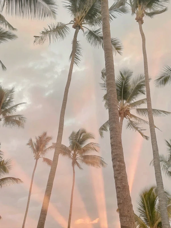 Tropical Palm Silhouettes