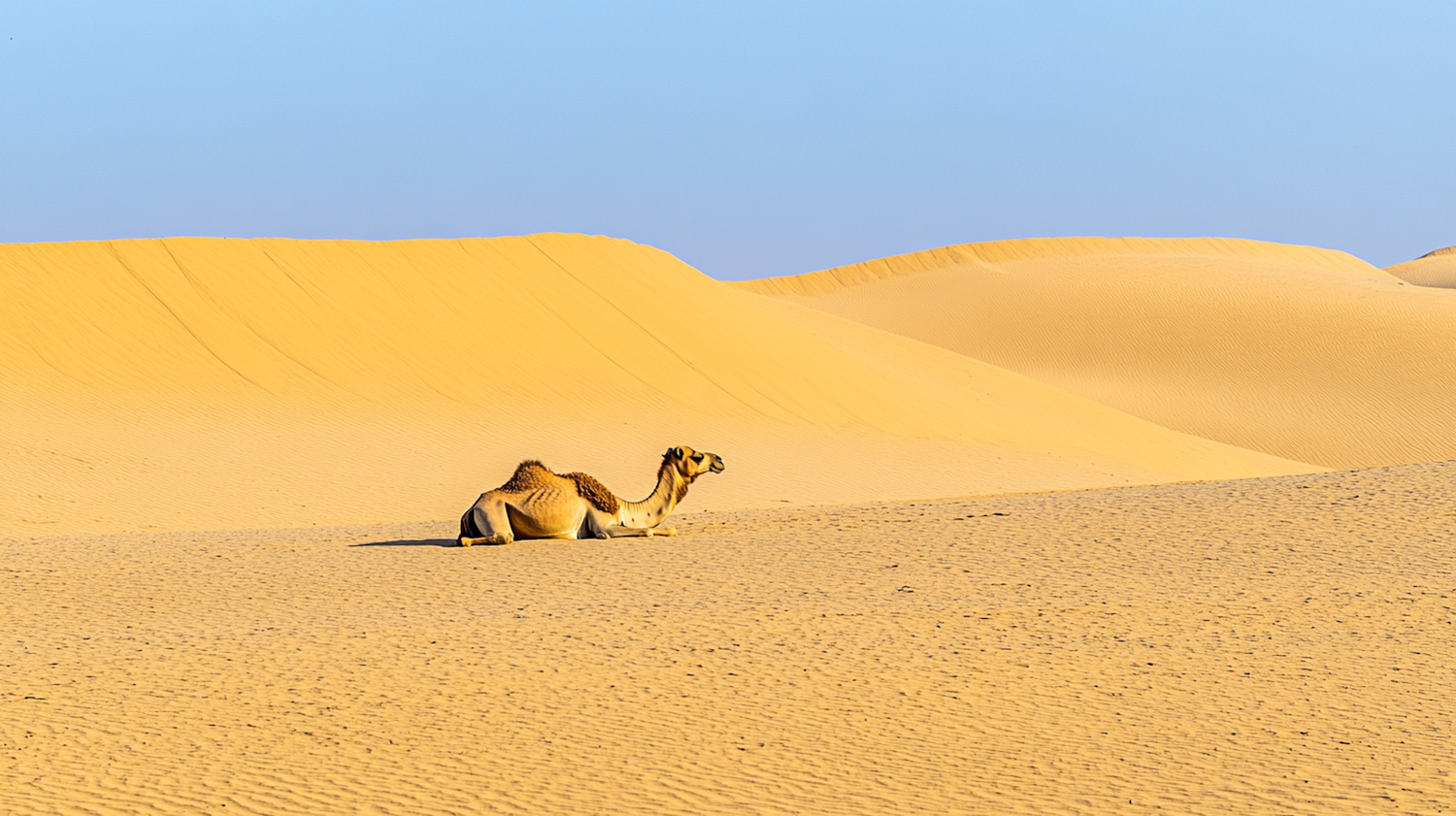 Serene Desert Landscape with Resting Camel