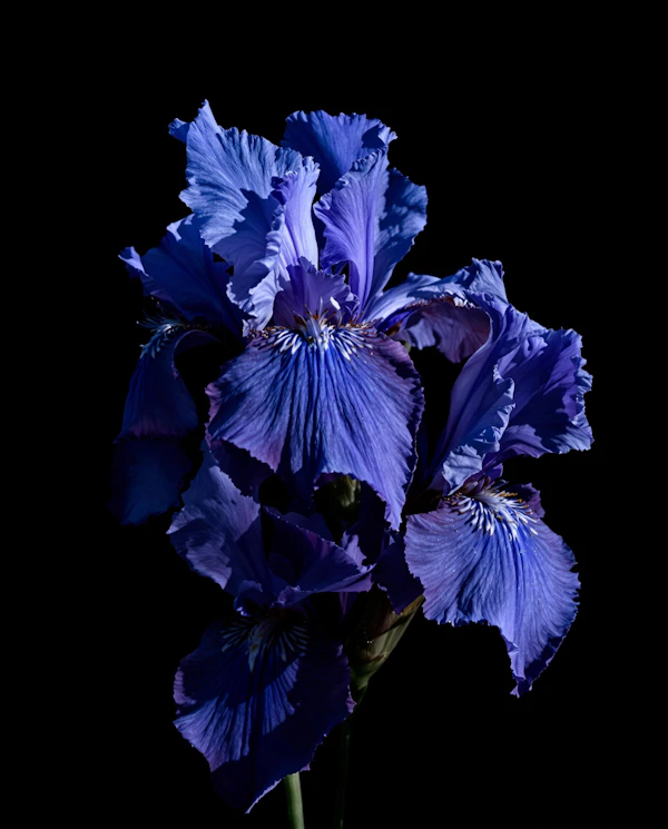 Blue Iris Close-Up