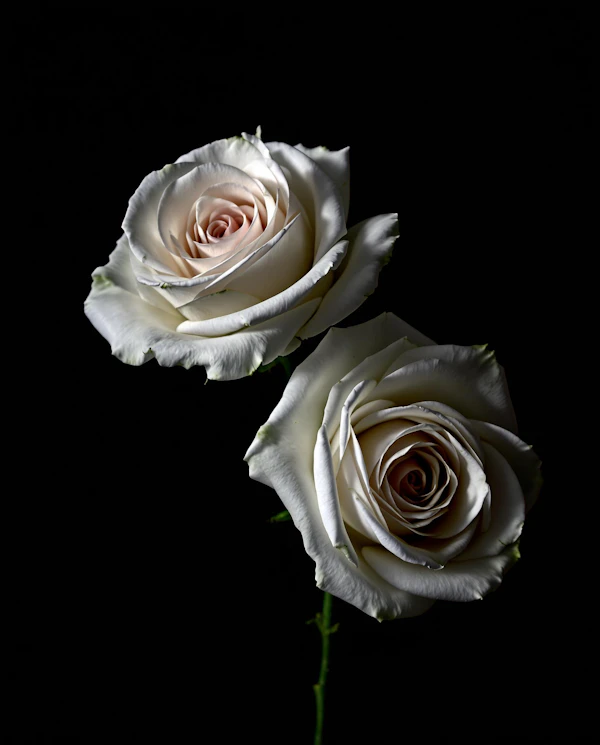 Elegant White Roses