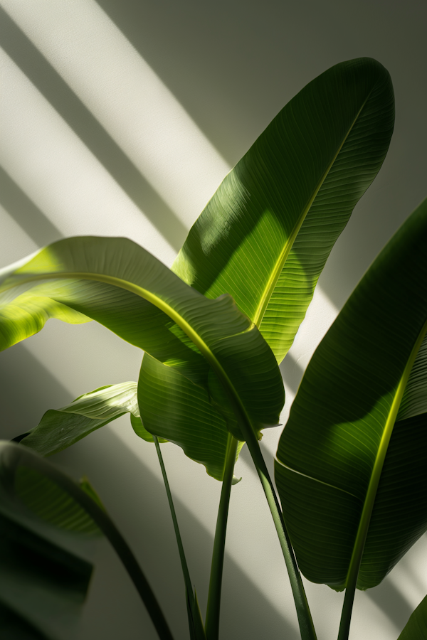 Tropical Serenity: Sunlit Banana or Bird of Paradise Leaves