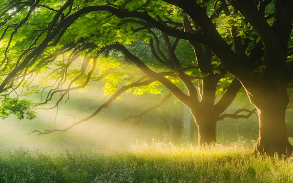Golden Forest Scene