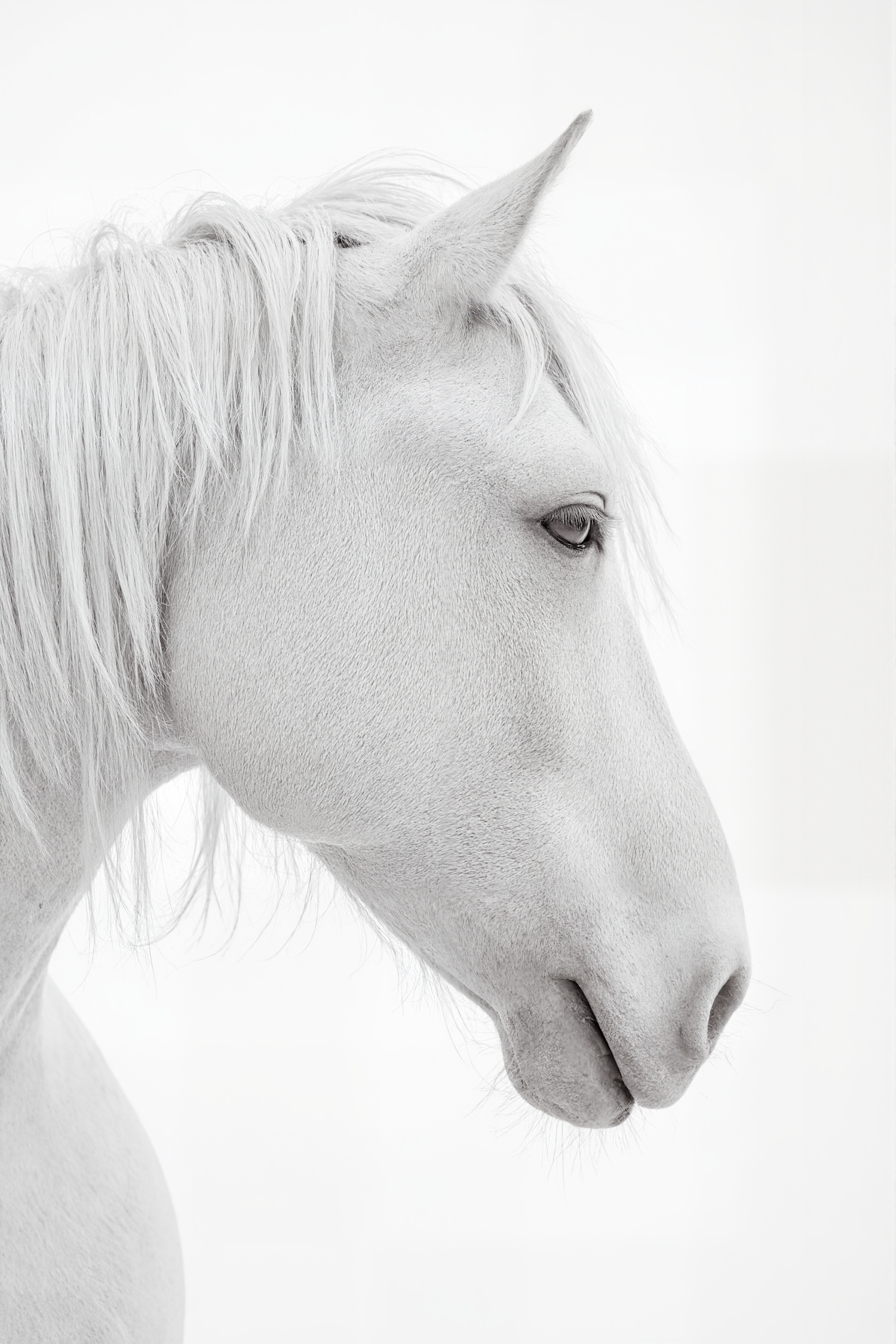 Serene White Horse Profile