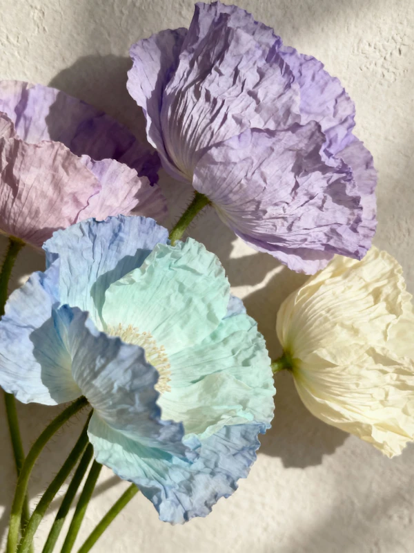 Delicate Poppy Blooms