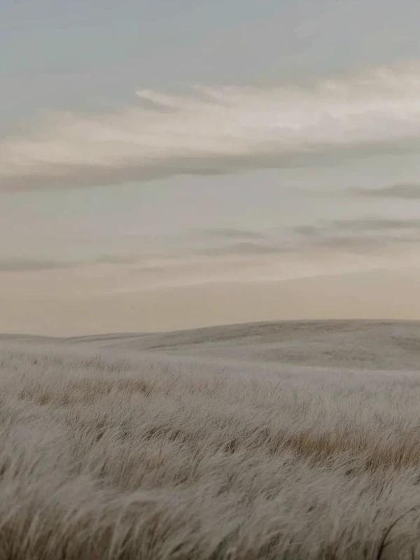 Serene Rolling Fields