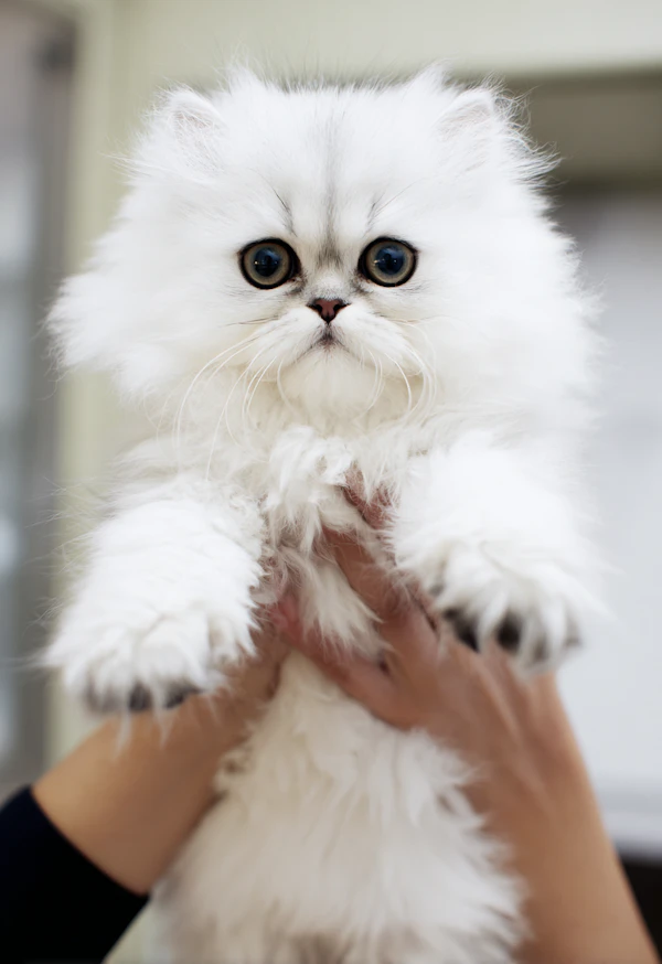 Fluffy White Persian Kitten