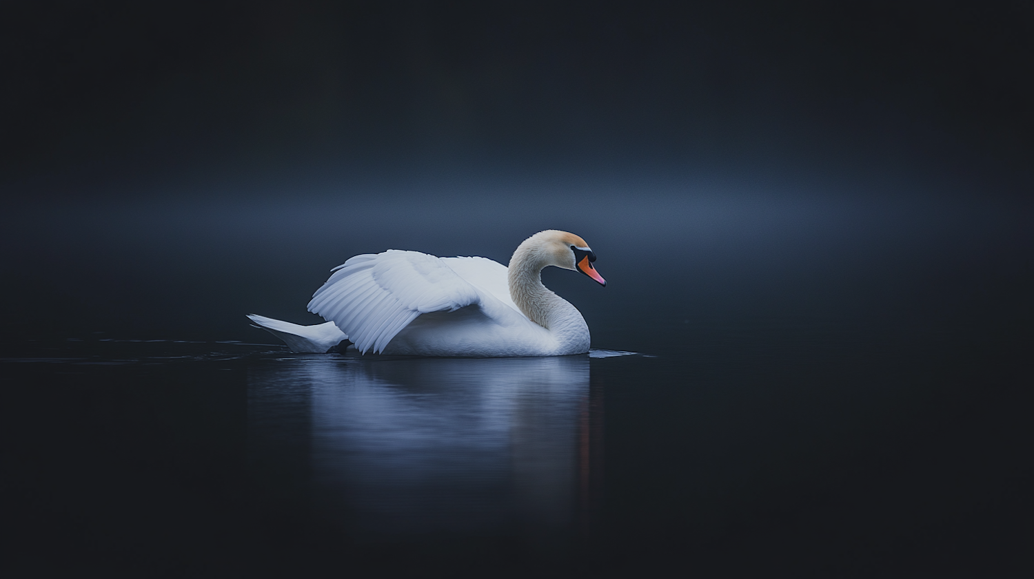 Graceful Swan on Dark Water