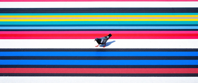 Pigeon on Multicolored Stripes