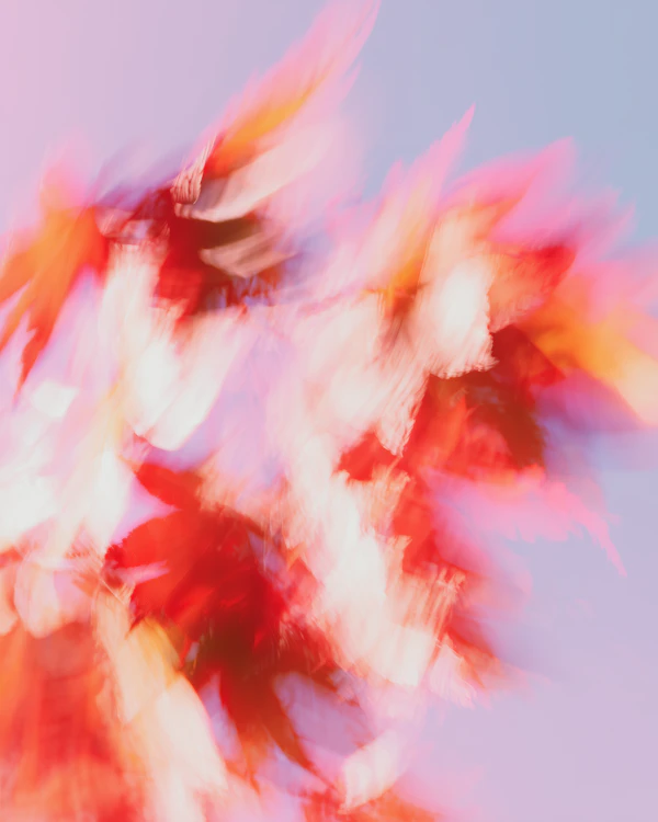 Autumn Leaves Abstract