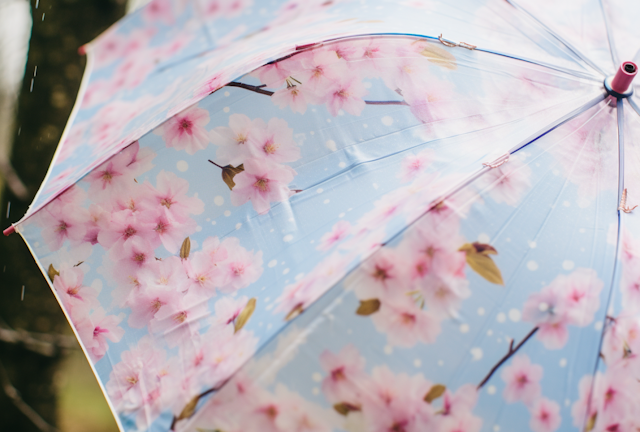 Spring Shower Serenity with Sakura Umbrella