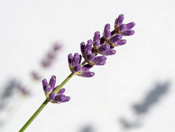 Lavender Close-Up