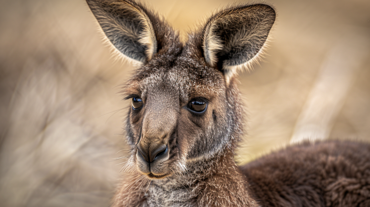 Close-up of a Kangaroo