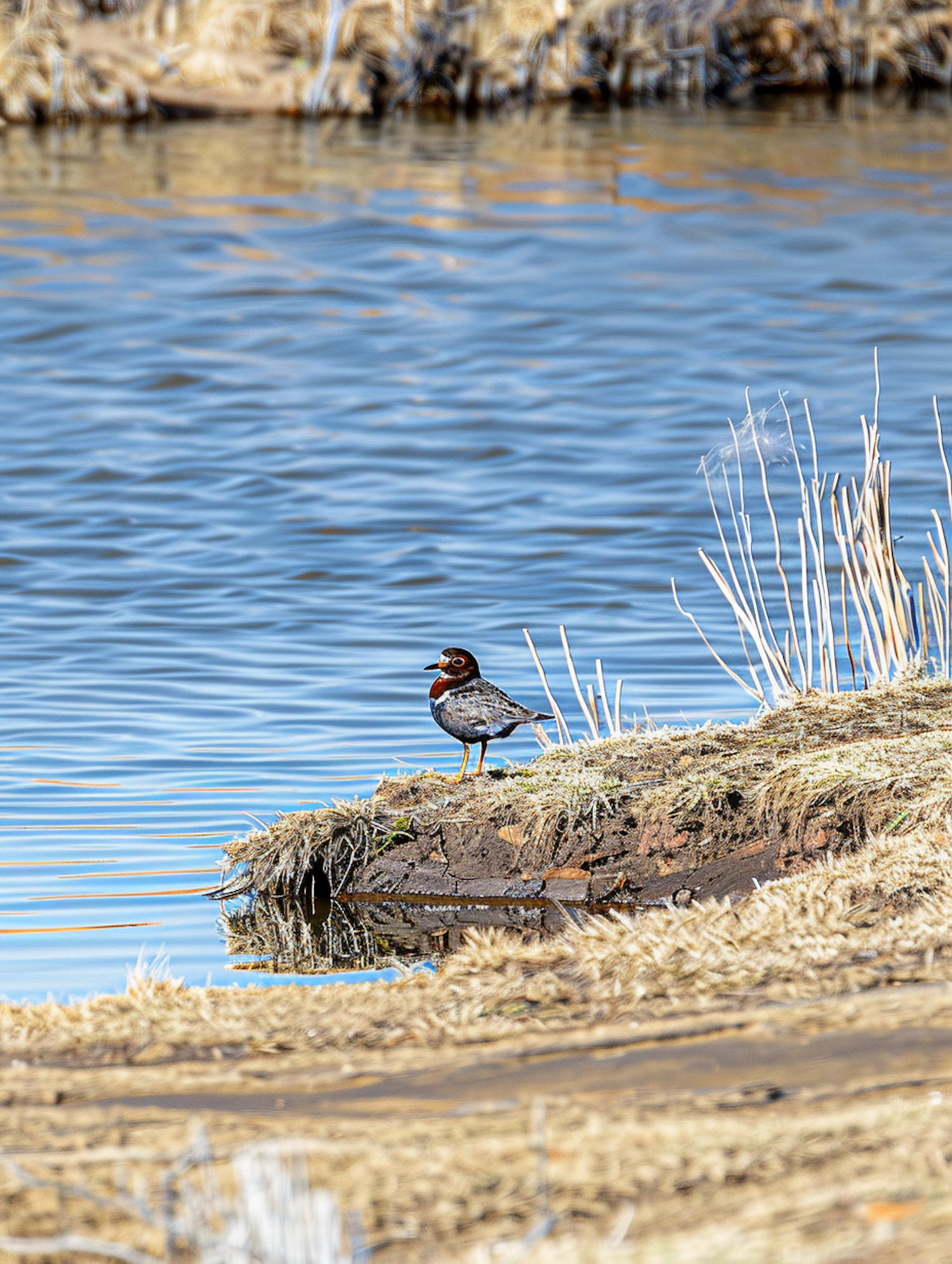 Bird by the Water