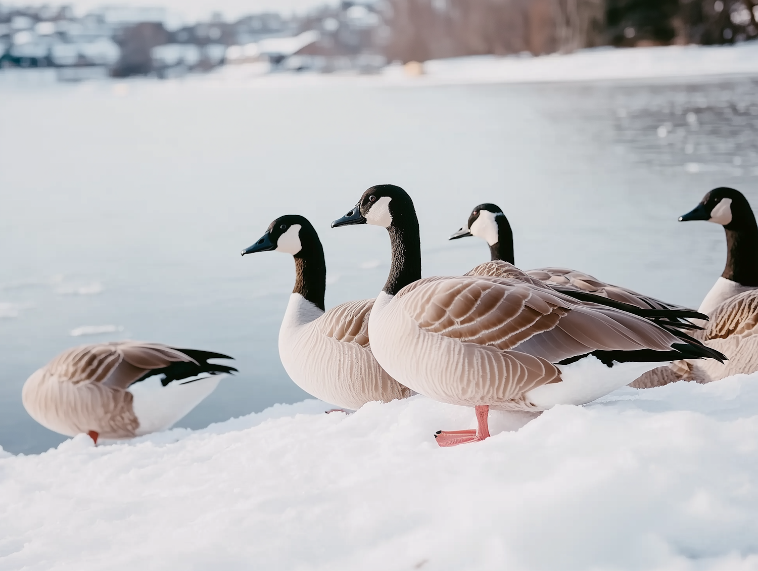 Canada Geese on Snowy Bank