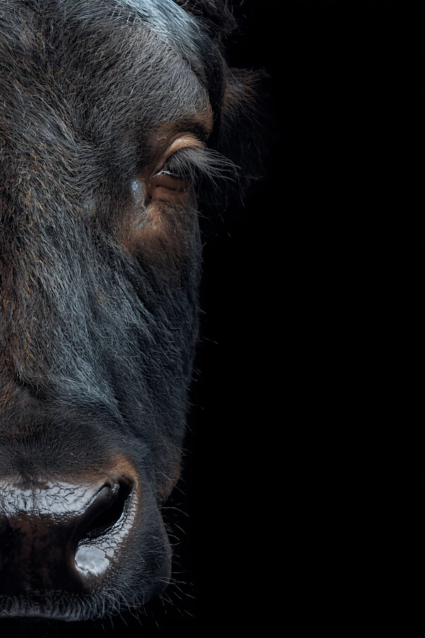 Cow Portrait Close-Up