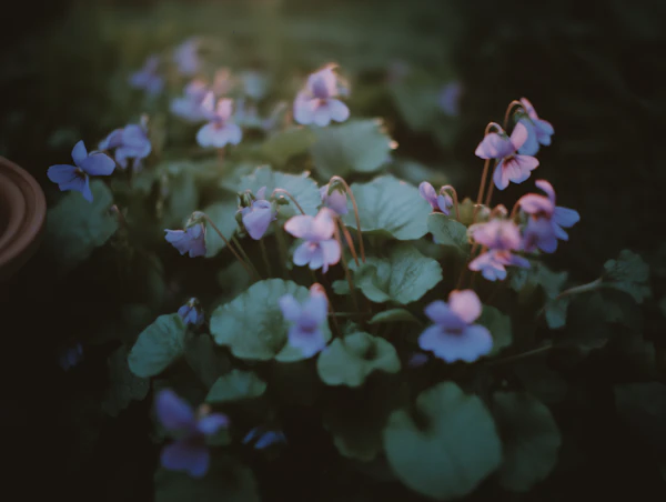 Violet Flowers Close-Up