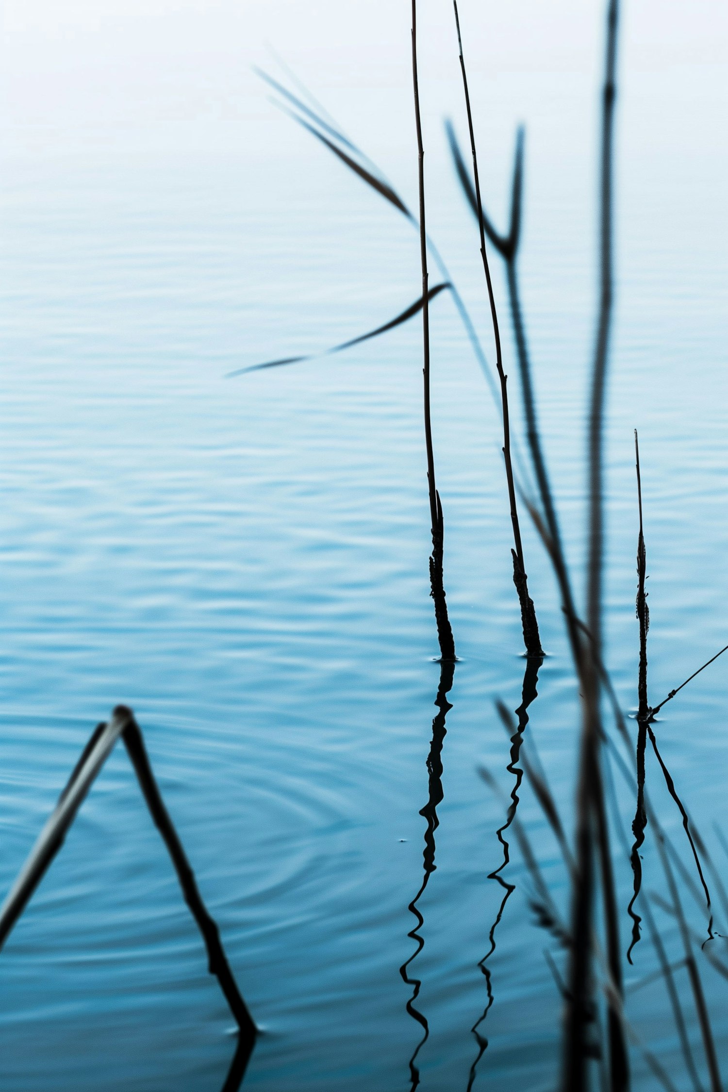 Tranquil Reeds Reflection