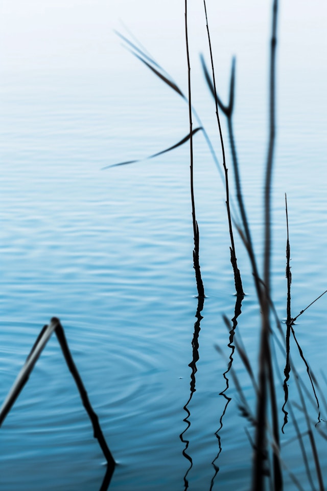 Tranquil Reeds Reflection