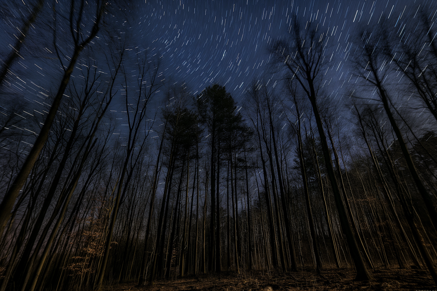 Starry Night in the Forest