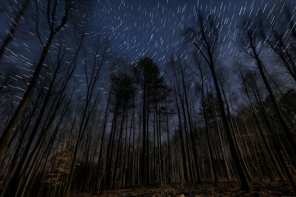 Starry Night in the Forest