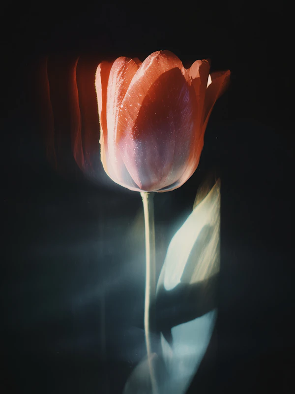 Elegant Red Tulip