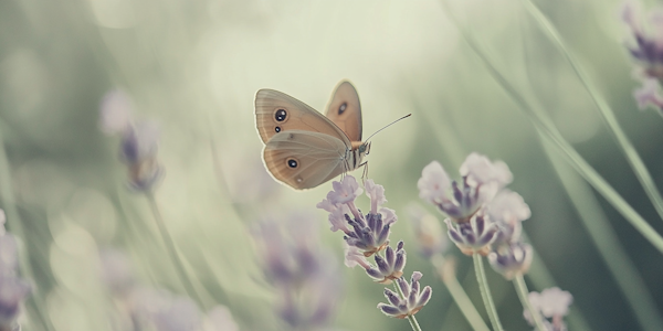 Butterfly on Lavender