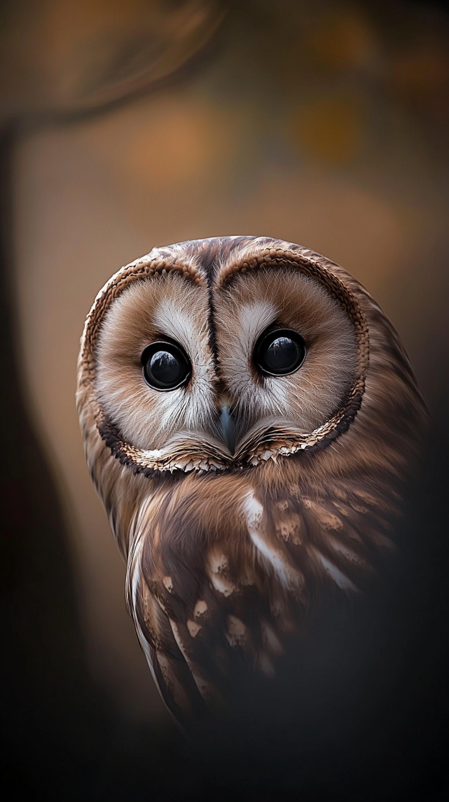 Close-up of an Owl