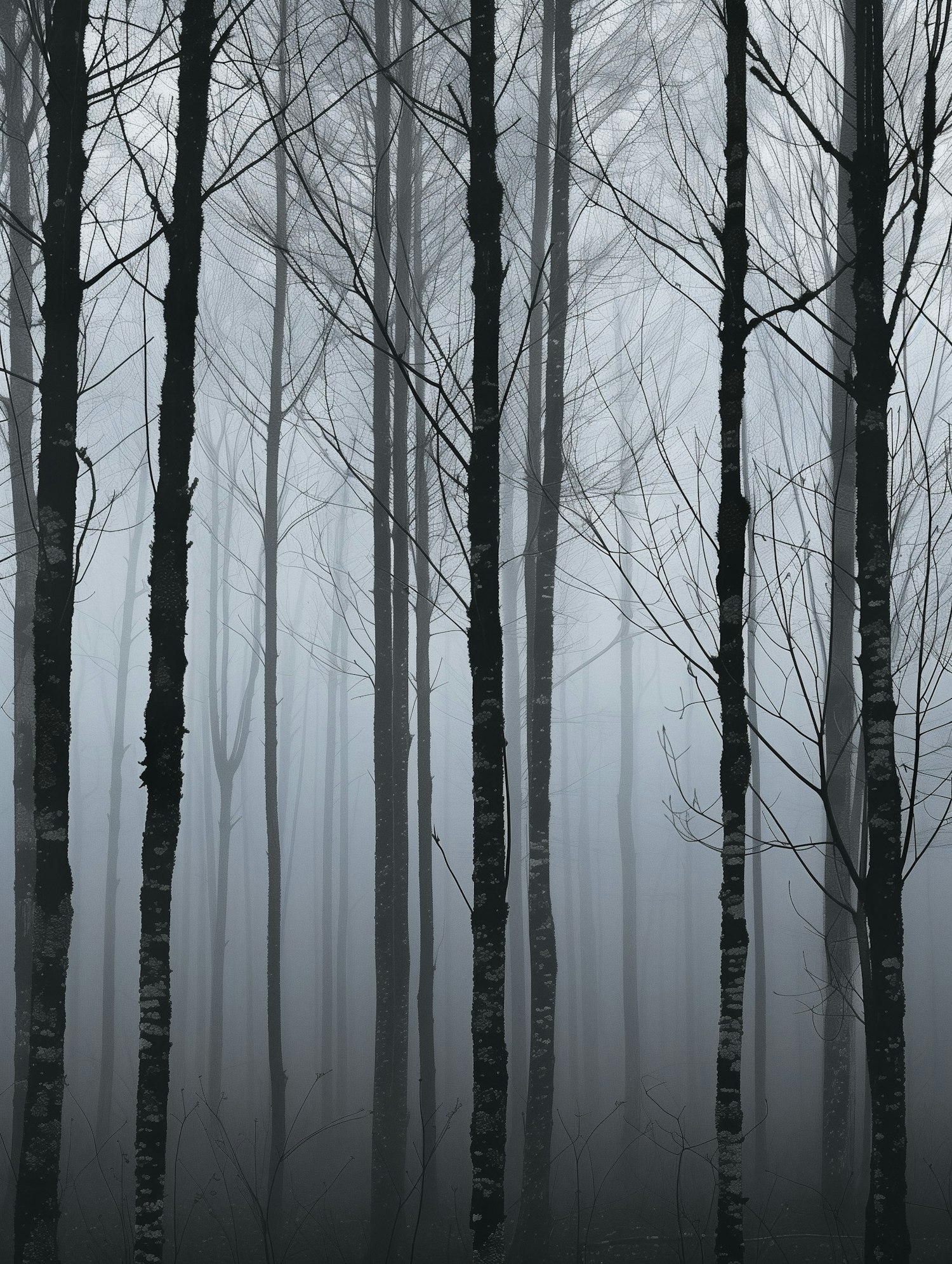 Misty Forest Solitude