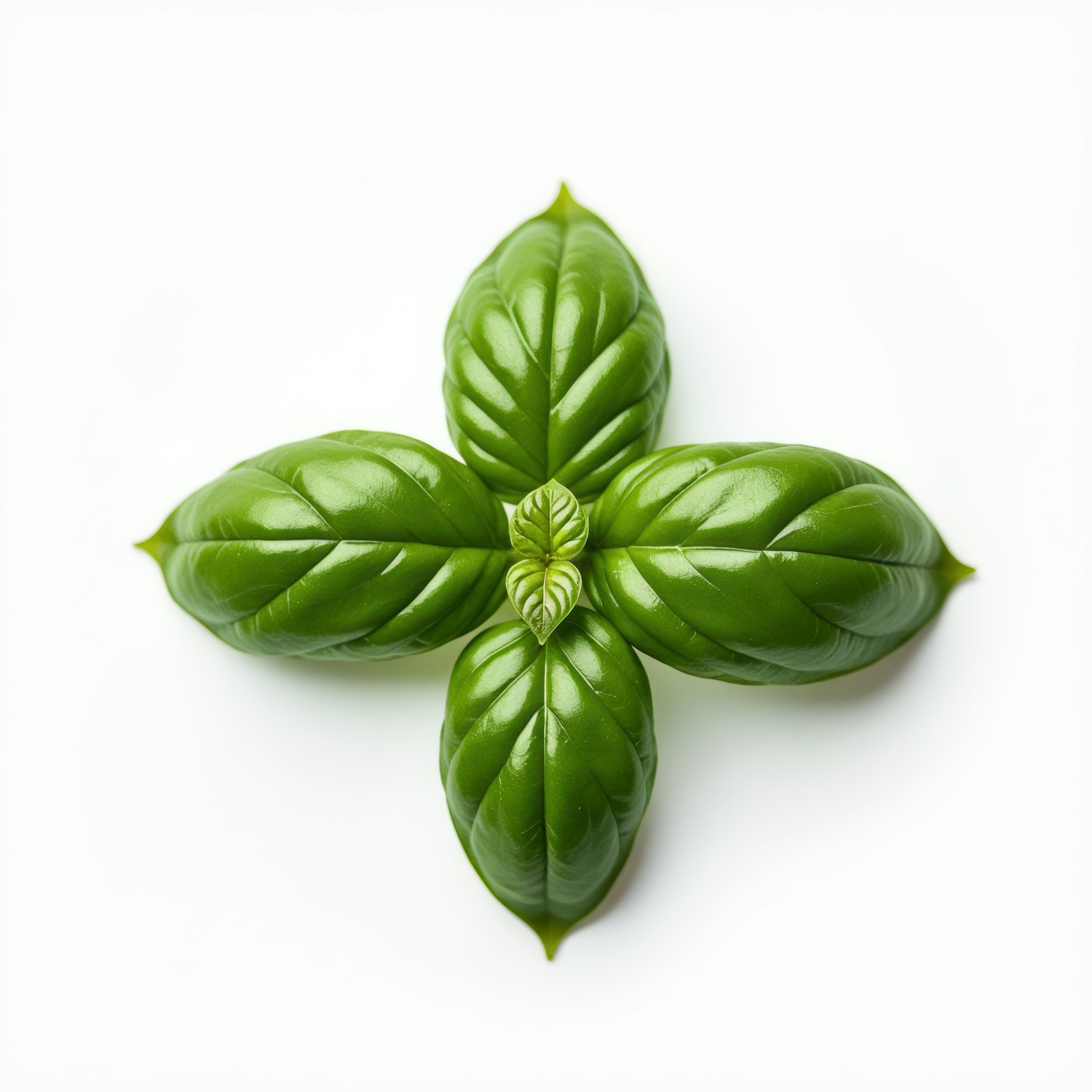 Symmetrical Basil Leaves