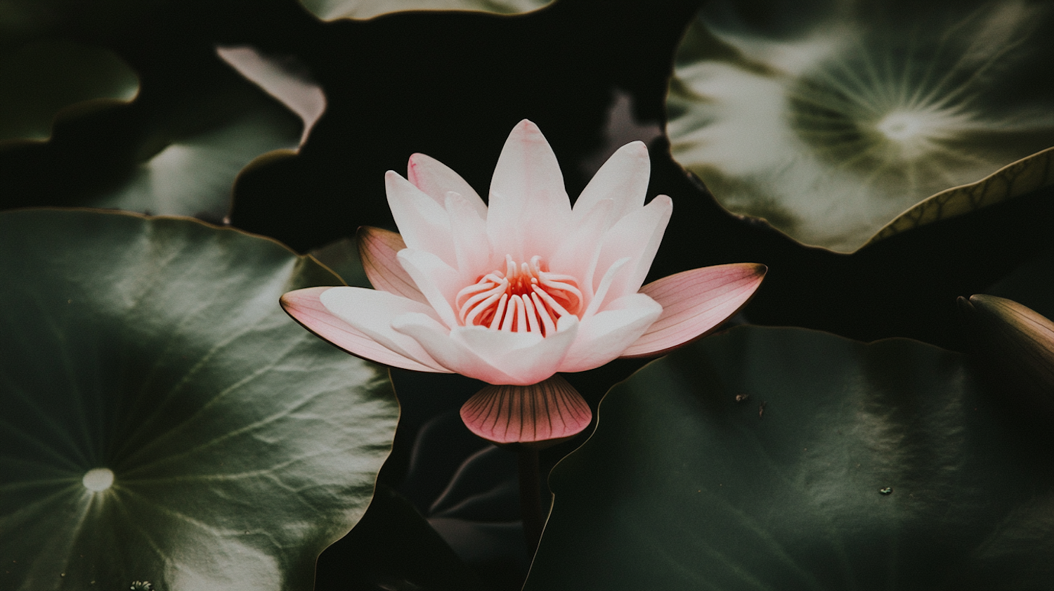 Serene Water Lily