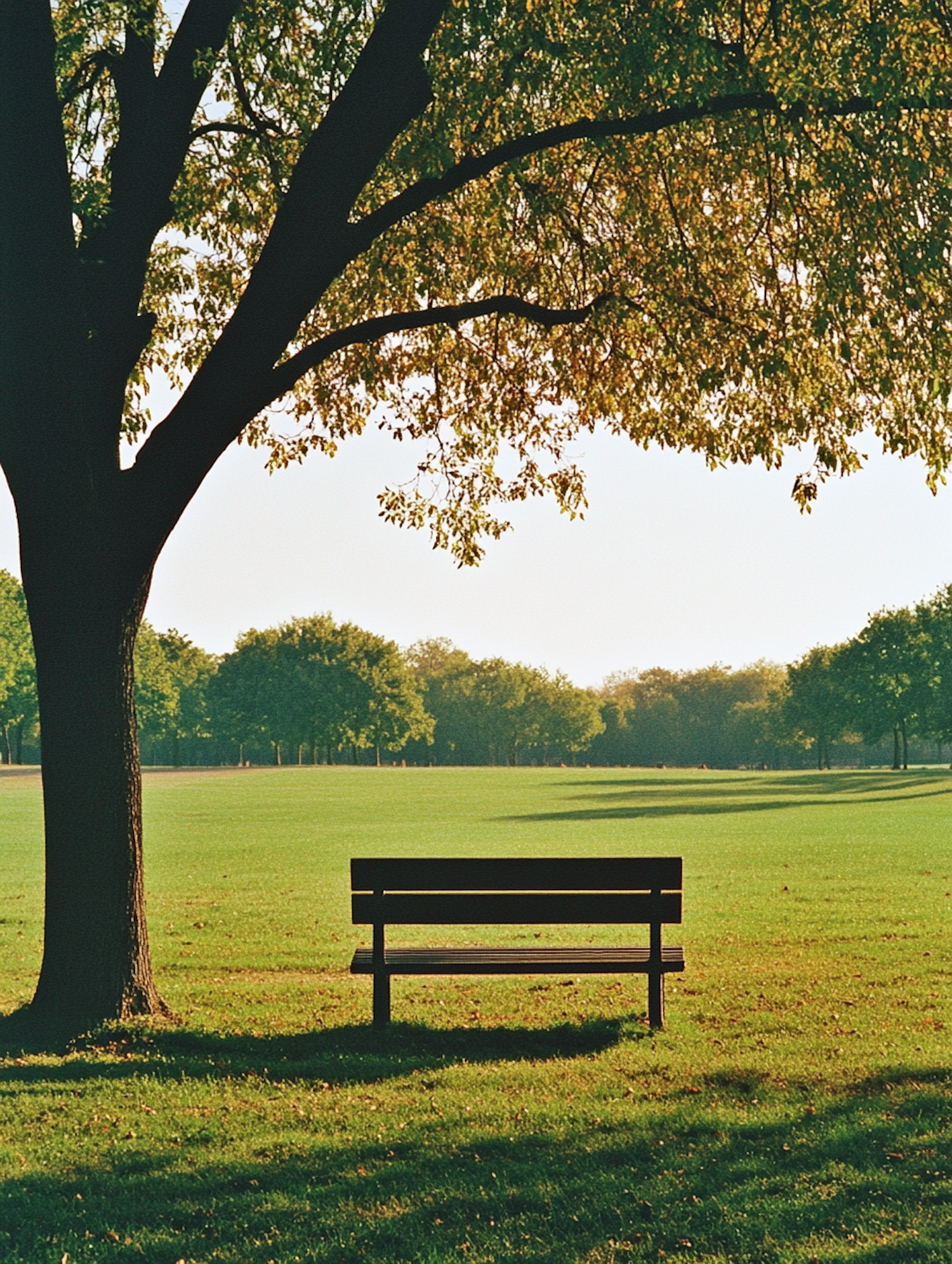 Serene Park Scene