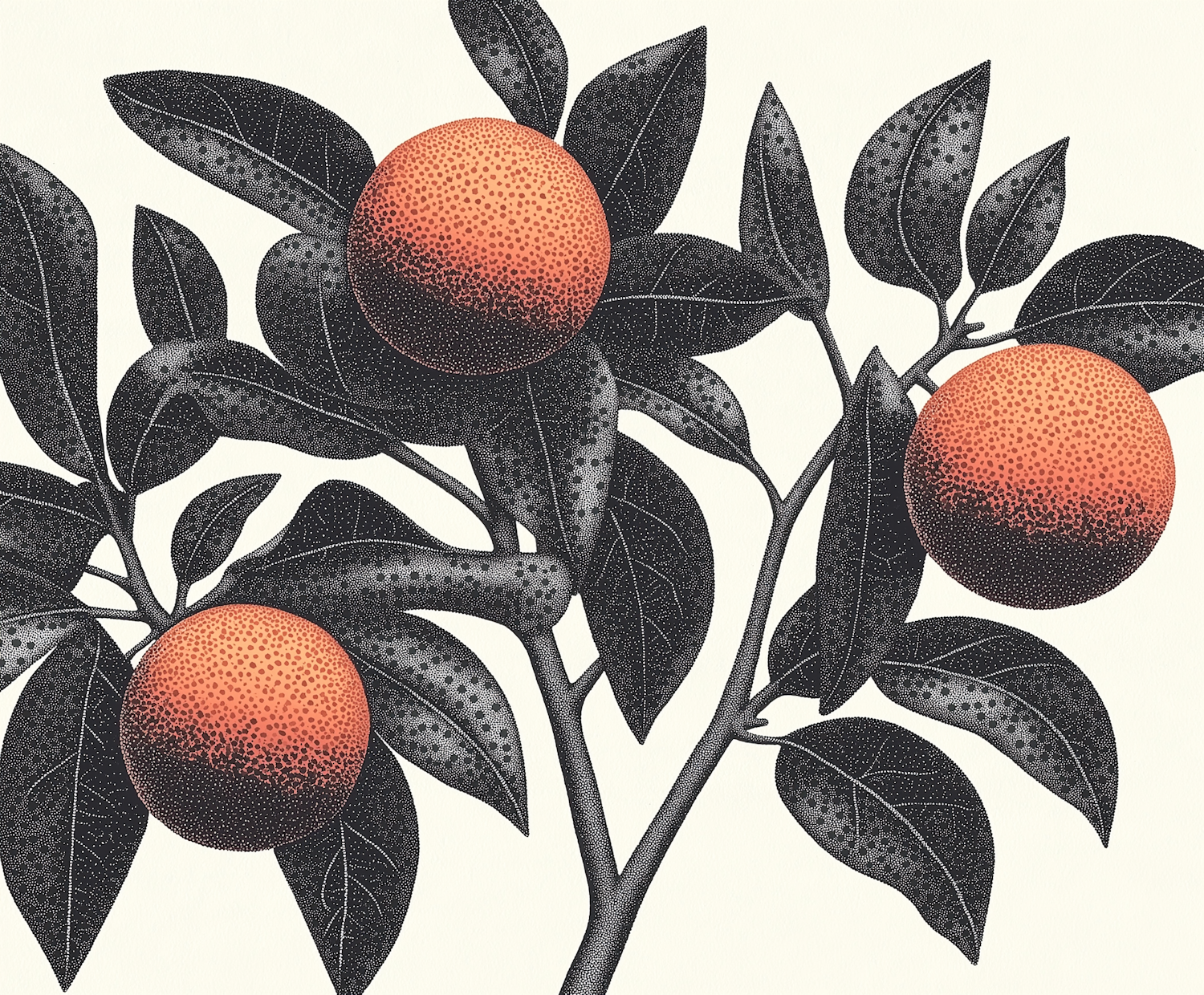 Stylized Oranges Illustration