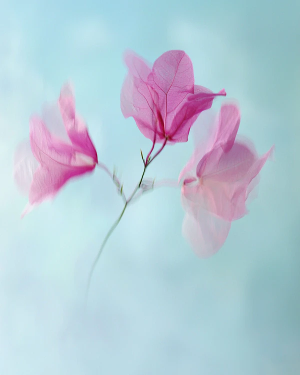 Dreamy Bougainvillea