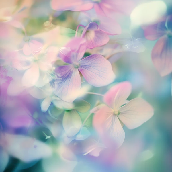 Dreamy Hydrangea Close-Up