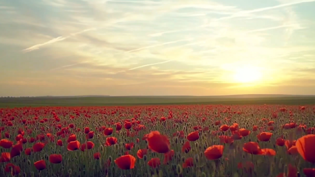 Vibrant Poppy Field at Sunrise