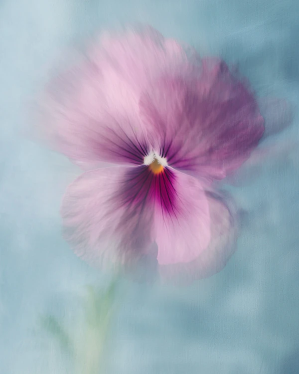 Dreamy Pink Pansy