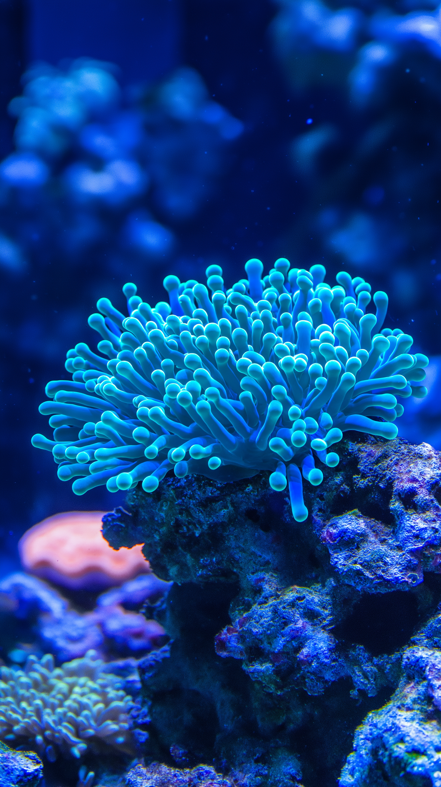 Glowing Sea Anemone in Aquarium