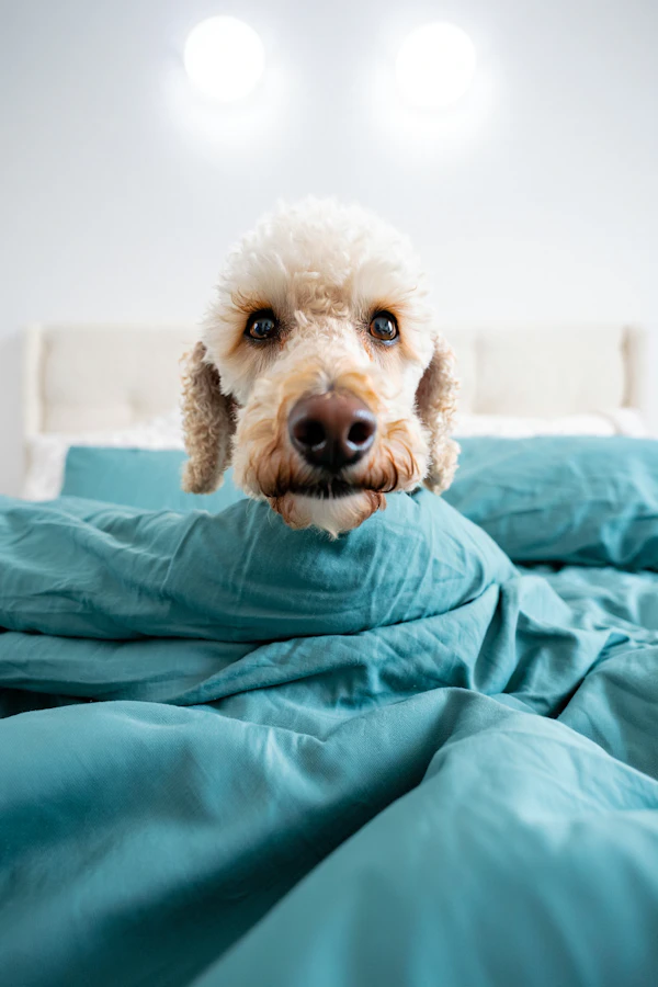 Poodle Under Teal Bedding