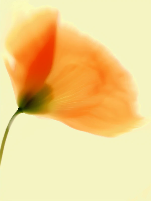 Orange Flower Close-Up