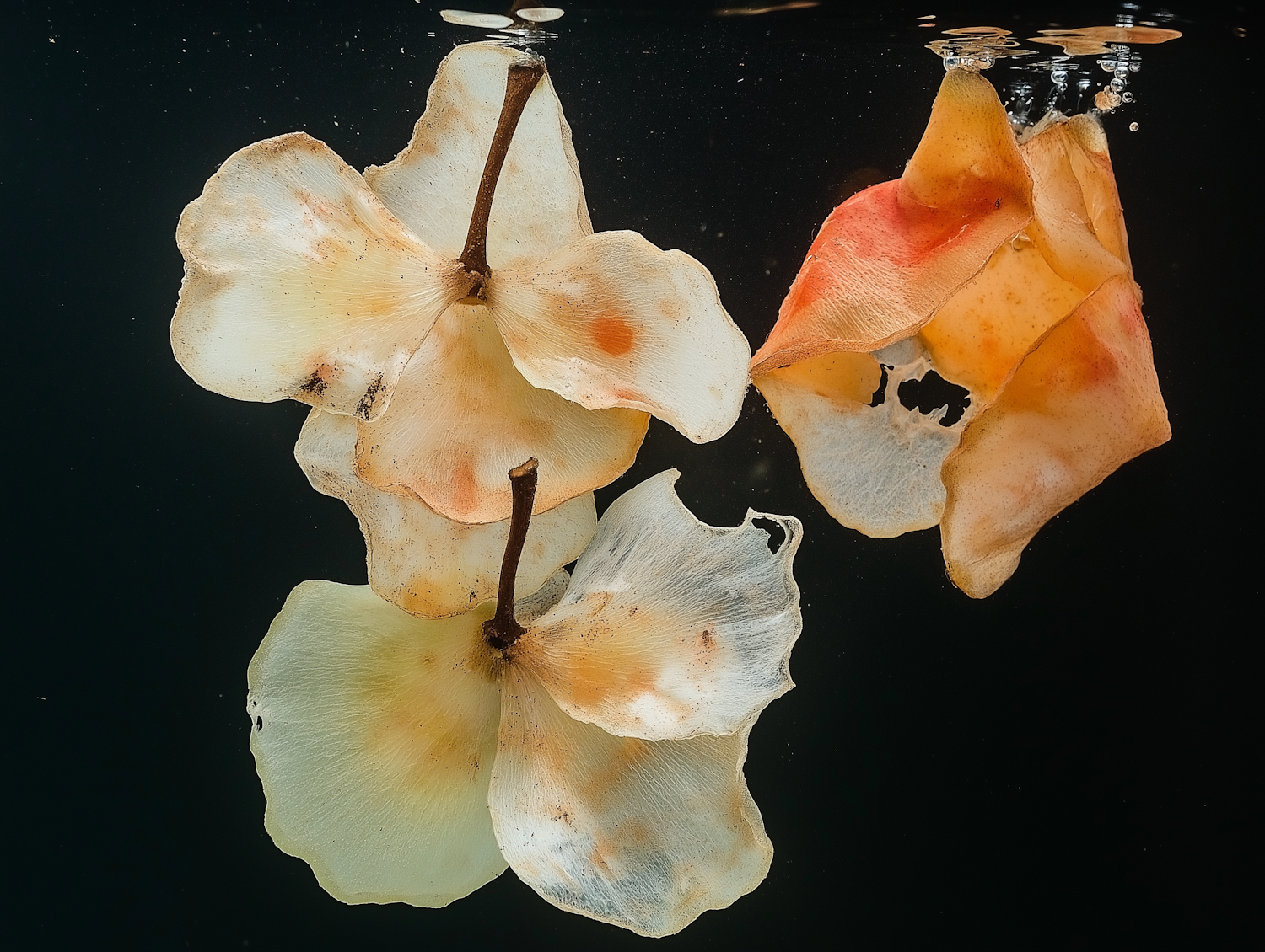 Dried Flower Petals in Water