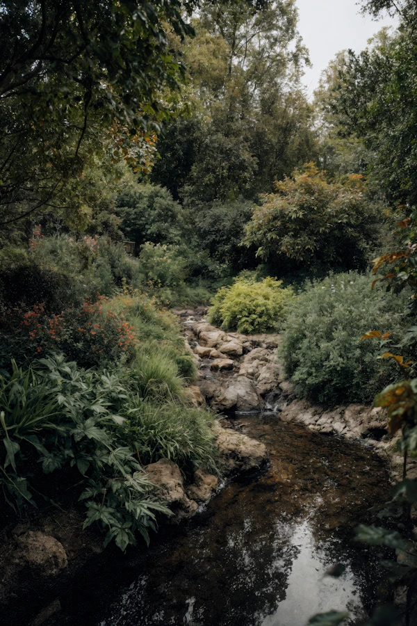 Serene Forest Stream