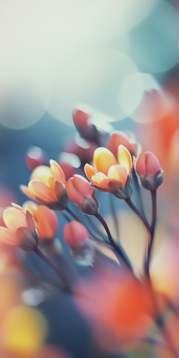 Delicate Flowers in Bloom
