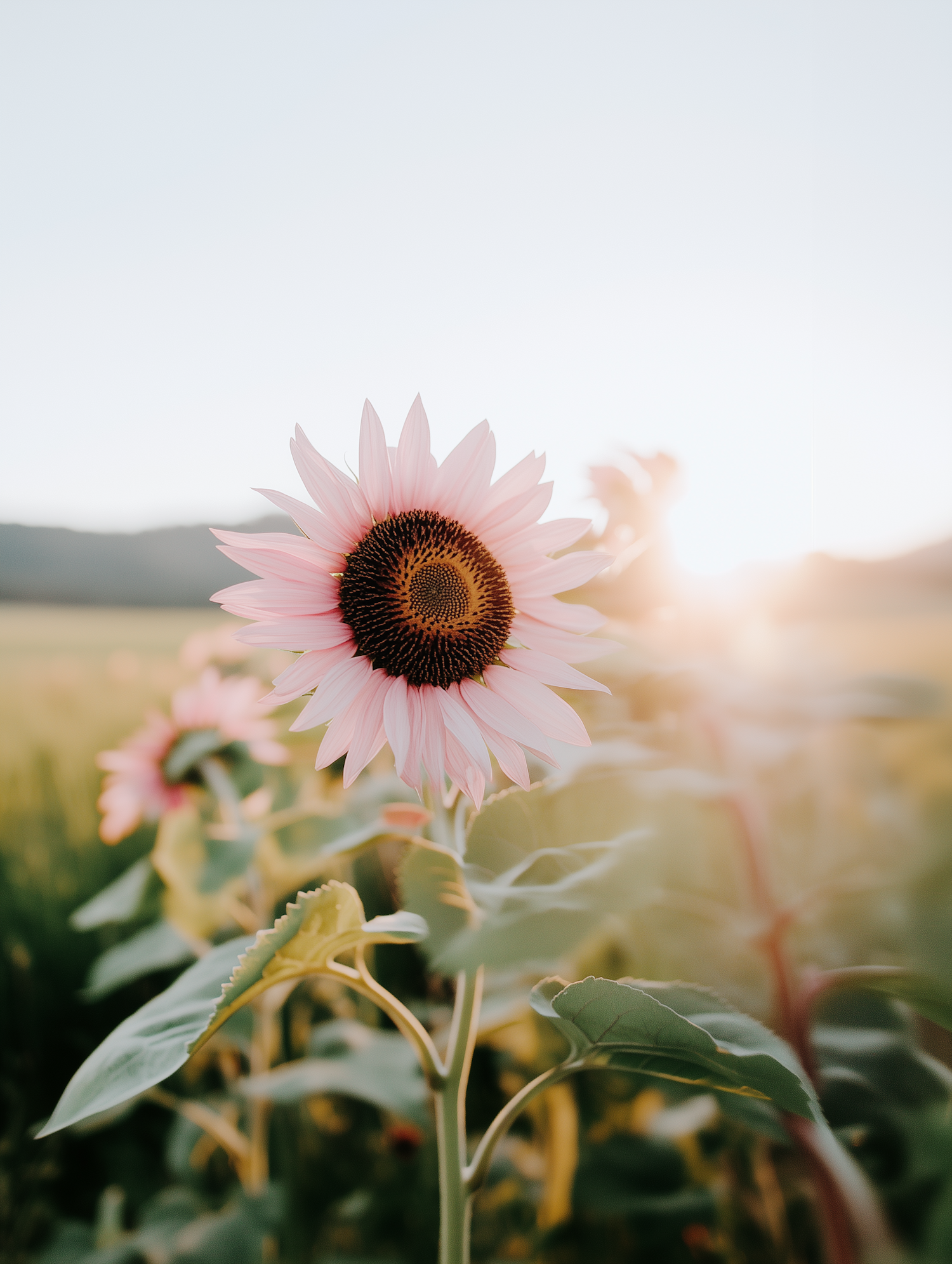 Sunflower Close-Up