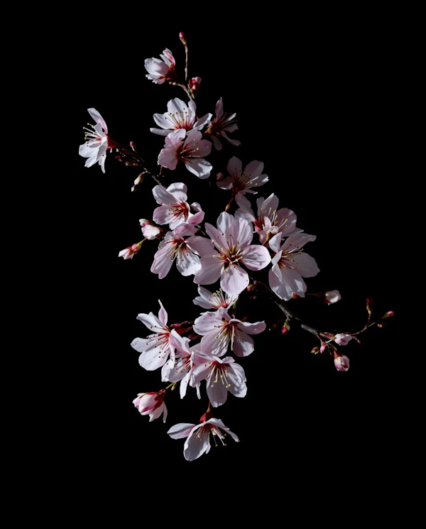 Cherry Blossom Branch