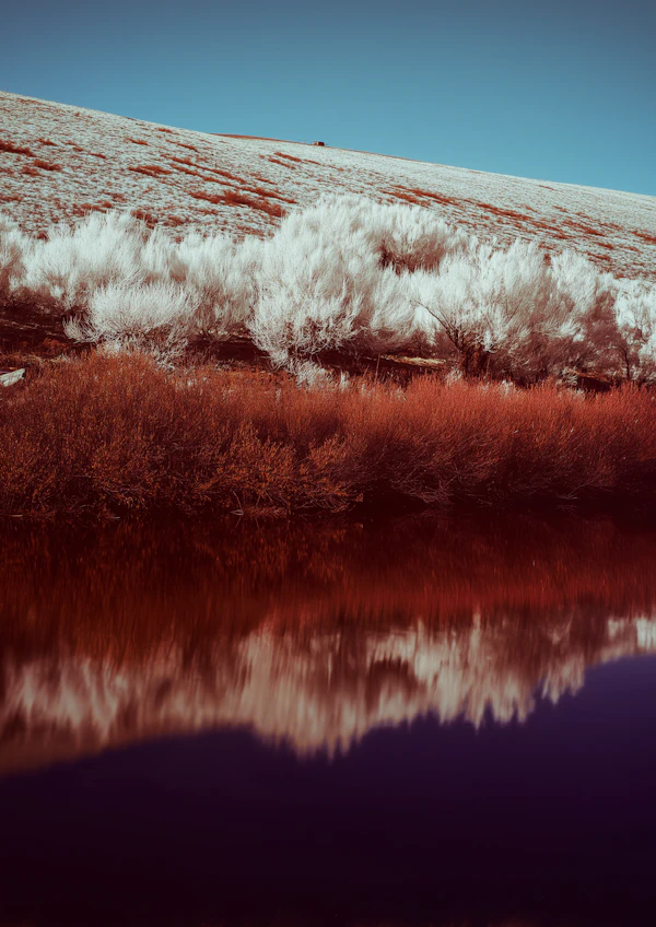 Dreamlike Frosted Landscape